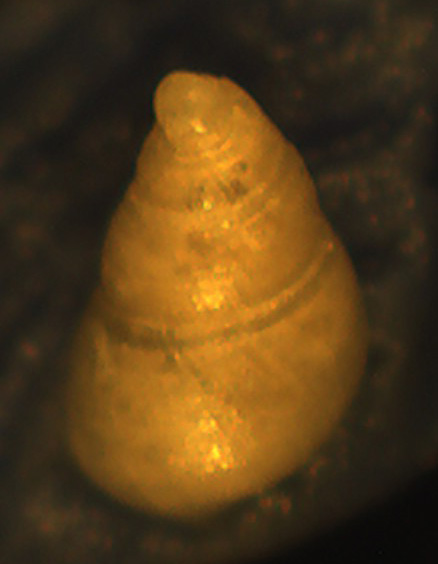 Piccolina da identificare